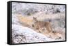 Puma on snowy hillside, Torres del Paine National Park, Chile-Nick Garbutt-Framed Stretched Canvas