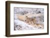 Puma on snowy hillside, Torres del Paine National Park, Chile-Nick Garbutt-Framed Photographic Print