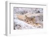 Puma on snowy hillside, Torres del Paine National Park, Chile-Nick Garbutt-Framed Photographic Print