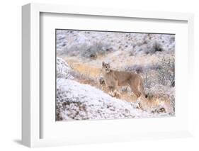 Puma on snowy hillside, Torres del Paine National Park, Chile-Nick Garbutt-Framed Photographic Print