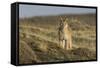 Puma (Puma Concolor) in High Altitude Habitat, Torres Del Paine National Park, Chile-Gabriel Rojo-Framed Stretched Canvas