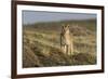 Puma (Puma Concolor) in High Altitude Habitat, Torres Del Paine National Park, Chile-Gabriel Rojo-Framed Photographic Print