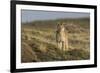 Puma (Puma Concolor) in High Altitude Habitat, Torres Del Paine National Park, Chile-Gabriel Rojo-Framed Photographic Print