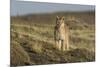 Puma (Puma Concolor) in High Altitude Habitat, Torres Del Paine National Park, Chile-Gabriel Rojo-Mounted Photographic Print