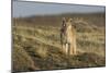 Puma (Puma Concolor) in High Altitude Habitat, Torres Del Paine National Park, Chile-Gabriel Rojo-Mounted Photographic Print