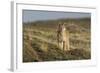 Puma (Puma Concolor) in High Altitude Habitat, Torres Del Paine National Park, Chile-Gabriel Rojo-Framed Photographic Print