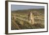 Puma (Puma Concolor) in High Altitude Habitat, Torres Del Paine National Park, Chile-Gabriel Rojo-Framed Photographic Print