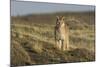 Puma (Puma Concolor) in High Altitude Habitat, Torres Del Paine National Park, Chile-Gabriel Rojo-Mounted Photographic Print