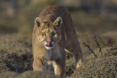 Puma Puma Concolor in High Altitude Habitat Torres Del Paine National Park Chile Photographic Print Gabriel Rojo AllPosters