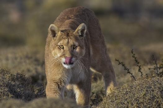 'Puma (Puma Concolor) in High Altitude Habitat, Torres Del Paine National  Park, Chile' Photographic Print - Gabriel Rojo | AllPosters.com
