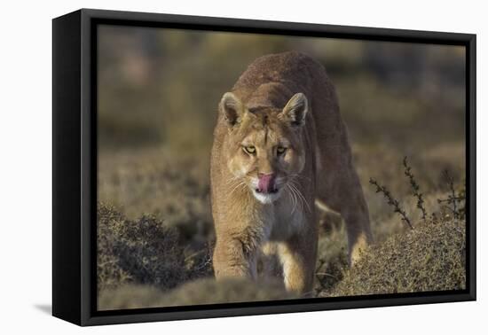 Puma (Puma Concolor) in High Altitude Habitat, Torres Del Paine National Park, Chile-Gabriel Rojo-Framed Stretched Canvas