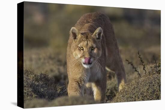 Puma (Puma Concolor) in High Altitude Habitat, Torres Del Paine National Park, Chile-Gabriel Rojo-Stretched Canvas