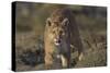 Puma (Puma Concolor) in High Altitude Habitat, Torres Del Paine National Park, Chile-Gabriel Rojo-Stretched Canvas