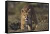 Puma (Puma Concolor) in High Altitude Habitat, Torres Del Paine National Park, Chile-Gabriel Rojo-Framed Stretched Canvas