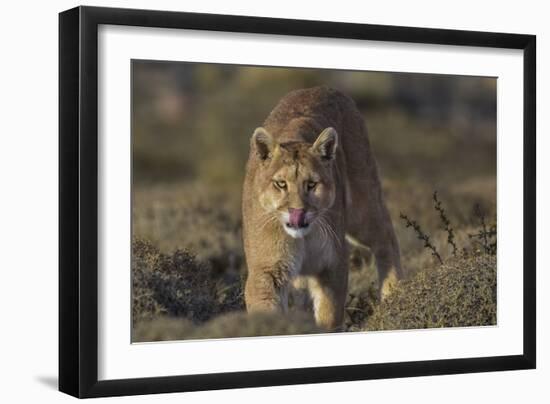 Puma (Puma Concolor) in High Altitude Habitat, Torres Del Paine National Park, Chile-Gabriel Rojo-Framed Photographic Print