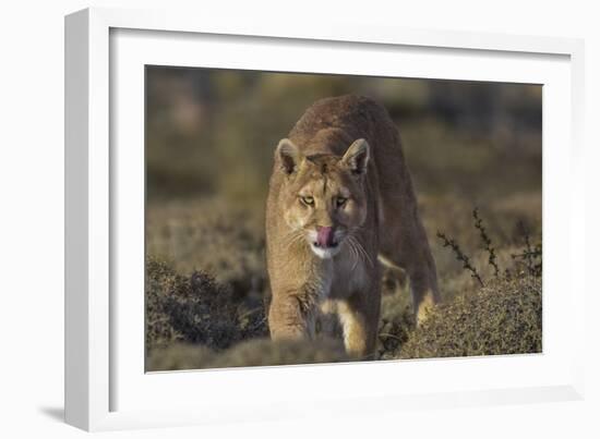 Puma (Puma Concolor) in High Altitude Habitat, Torres Del Paine National Park, Chile-Gabriel Rojo-Framed Photographic Print