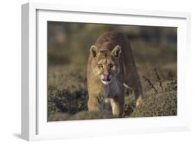 Puma (Puma Concolor) in High Altitude Habitat, Torres Del Paine National Park, Chile-Gabriel Rojo-Framed Photographic Print