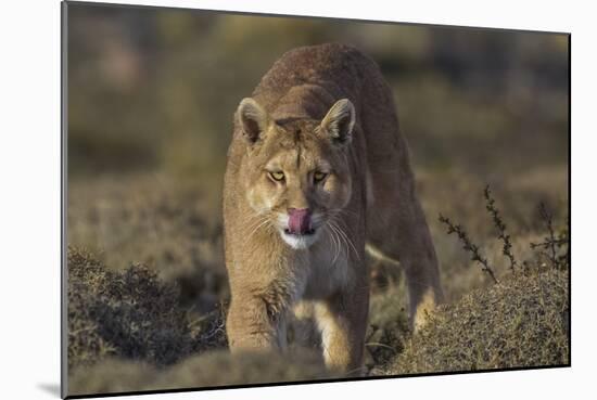 Puma (Puma Concolor) in High Altitude Habitat, Torres Del Paine National Park, Chile-Gabriel Rojo-Mounted Photographic Print