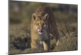 Puma (Puma Concolor) in High Altitude Habitat, Torres Del Paine National Park, Chile-Gabriel Rojo-Mounted Photographic Print