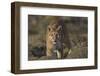 Puma (Puma Concolor) in High Altitude Habitat, Torres Del Paine National Park, Chile-Gabriel Rojo-Framed Photographic Print