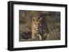 Puma (Puma Concolor) in High Altitude Habitat, Torres Del Paine National Park, Chile-Gabriel Rojo-Framed Photographic Print