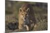 Puma (Puma Concolor) in High Altitude Habitat, Torres Del Paine National Park, Chile-Gabriel Rojo-Mounted Photographic Print