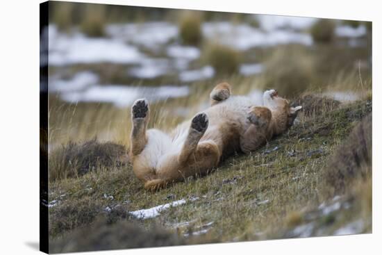 Puma (Puma Concolor) Rolling on Back, Torres Del Paine National Park, Chile, June-Gabriel Rojo-Stretched Canvas