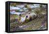 Puma (Puma Concolor) Rolling on Back, Torres Del Paine National Park, Chile, June-Gabriel Rojo-Framed Stretched Canvas