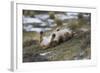 Puma (Puma Concolor) Rolling on Back, Torres Del Paine National Park, Chile, June-Gabriel Rojo-Framed Photographic Print