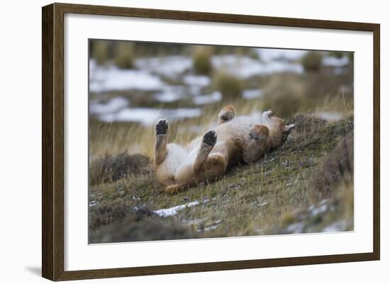 Puma (Puma Concolor) Rolling on Back, Torres Del Paine National Park, Chile, June-Gabriel Rojo-Framed Photographic Print