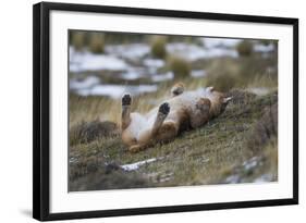 Puma (Puma Concolor) Rolling on Back, Torres Del Paine National Park, Chile, June-Gabriel Rojo-Framed Photographic Print