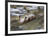 Puma (Puma Concolor) Rolling on Back, Torres Del Paine National Park, Chile, June-Gabriel Rojo-Framed Photographic Print