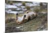 Puma (Puma Concolor) Rolling on Back, Torres Del Paine National Park, Chile, June-Gabriel Rojo-Mounted Photographic Print