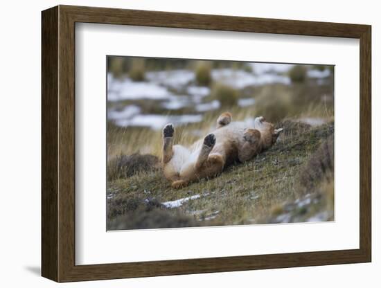 Puma (Puma Concolor) Rolling on Back, Torres Del Paine National Park, Chile, June-Gabriel Rojo-Framed Photographic Print