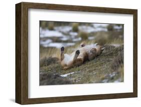 Puma (Puma Concolor) Rolling on Back, Torres Del Paine National Park, Chile, June-Gabriel Rojo-Framed Photographic Print