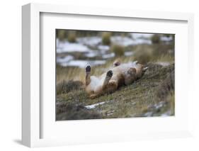 Puma (Puma Concolor) Rolling on Back, Torres Del Paine National Park, Chile, June-Gabriel Rojo-Framed Photographic Print