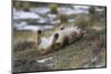Puma (Puma Concolor) Rolling on Back, Torres Del Paine National Park, Chile, June-Gabriel Rojo-Mounted Photographic Print