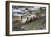 Puma (Puma Concolor) Rolling on Back, Torres Del Paine National Park, Chile, June-Gabriel Rojo-Framed Photographic Print