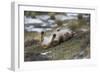 Puma (Puma Concolor) Rolling on Back, Torres Del Paine National Park, Chile, June-Gabriel Rojo-Framed Photographic Print