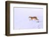 Puma walking in deep snow, Torres del Paine National Park, Chile-Nick Garbutt-Framed Photographic Print