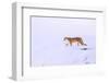 Puma walking in deep snow, Torres del Paine National Park, Chile-Nick Garbutt-Framed Photographic Print