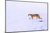 Puma walking in deep snow, Torres del Paine National Park, Chile-Nick Garbutt-Mounted Photographic Print