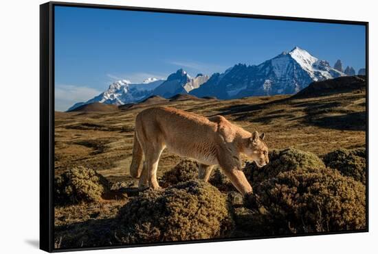 Puma walking in front of Torres del Paine massif, Chile-Nick Garbutt-Framed Stretched Canvas