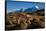 Puma walking in front of Torres del Paine massif, Chile-Nick Garbutt-Framed Stretched Canvas