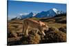 Puma walking in front of Torres del Paine massif, Chile-Nick Garbutt-Stretched Canvas