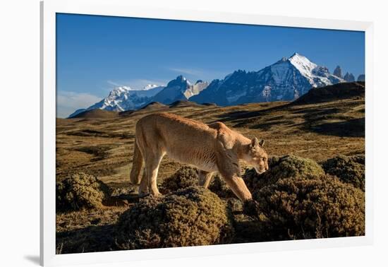 Puma walking in front of Torres del Paine massif, Chile-Nick Garbutt-Framed Photographic Print