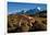 Puma walking in front of Torres del Paine massif, Chile-Nick Garbutt-Framed Photographic Print