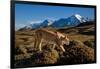 Puma walking in front of Torres del Paine massif, Chile-Nick Garbutt-Framed Photographic Print