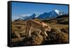 Puma walking in front of Torres del Paine massif, Chile-Nick Garbutt-Framed Stretched Canvas