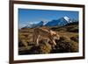 Puma walking in front of Torres del Paine massif, Chile-Nick Garbutt-Framed Photographic Print